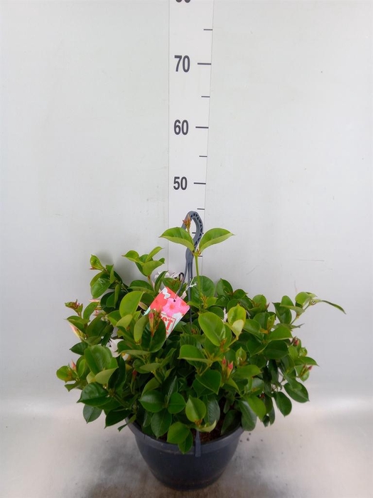 <h4>Mandevilla am. 'Sundav' ...mix</h4>