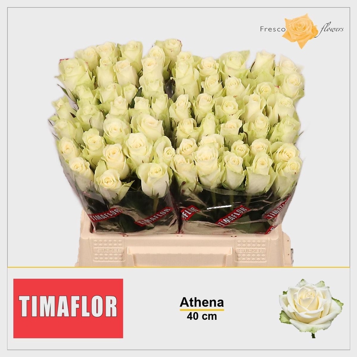 <h4>R GR ATHENA</h4>
