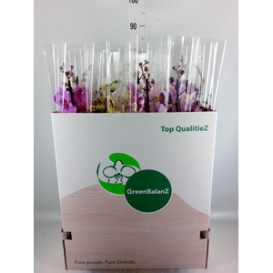Phalaenopsis   ...mix