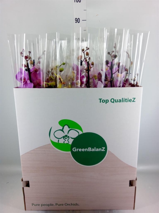 <h4>Phalaenopsis ...mix</h4>