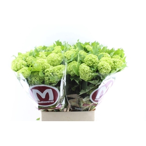 Viburnum Roseum 90cm 3 Bal