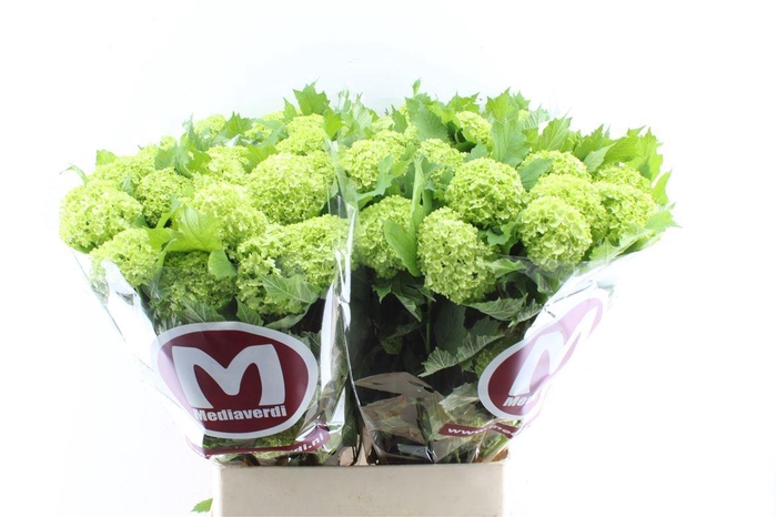 <h4>Viburnum Roseum 90cm 3 Bal</h4>