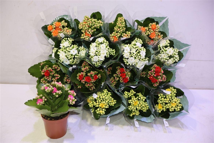 <h4>arr8 Kal Ge Ro Gem 5 Kl</h4>