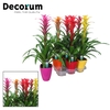 Guzmania Maxima Mix Luxe Keramiek (Decorum)