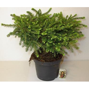 PICEA ABIES P17