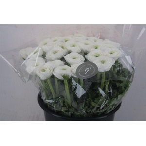 Ran Cloni Sup White Succes