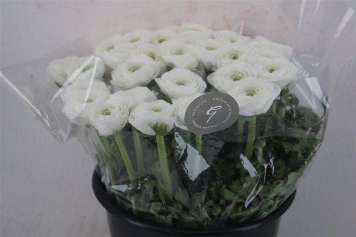 <h4>Ran Cloni Sup White Succes</h4>