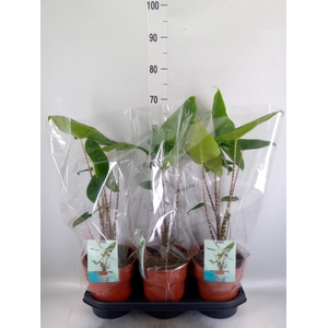 Alocasia zebrina