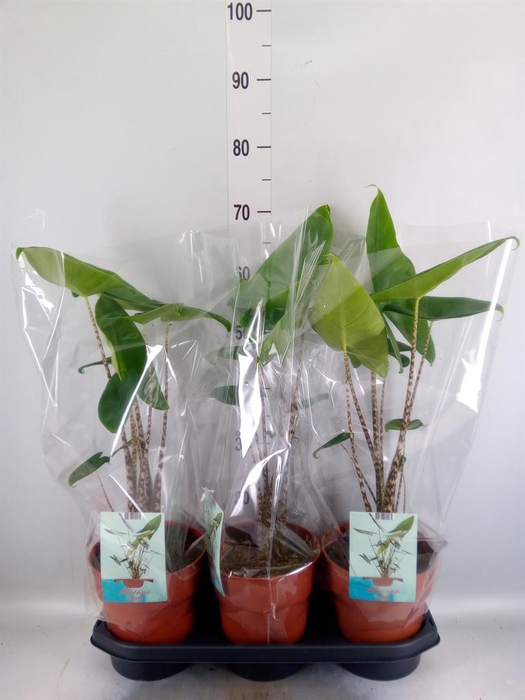 <h4>Alocasia zebrina</h4>
