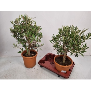 OLEA EUROPAEA