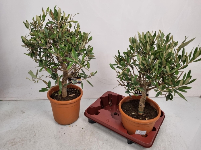 <h4>OLEA EUROPAEA</h4>