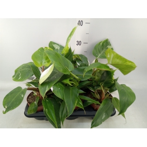 Philodendron   ...