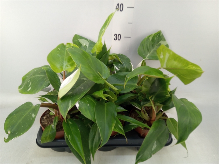 <h4>Philodendron   ...</h4>