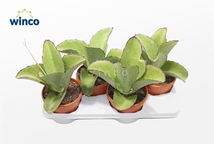 <h4>Kalanchoe Tomentosa</h4>