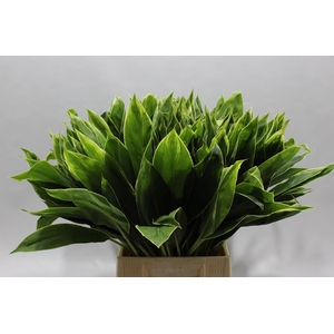 Cordyline Tips Green