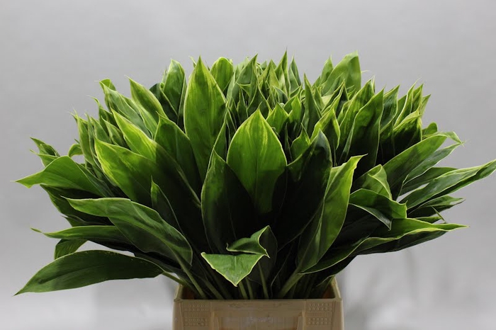 Cordyline Tips Green