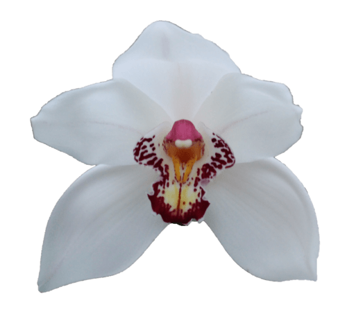 <h4>Cymb T Mazurka</h4>