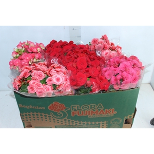 BEGONIA P15