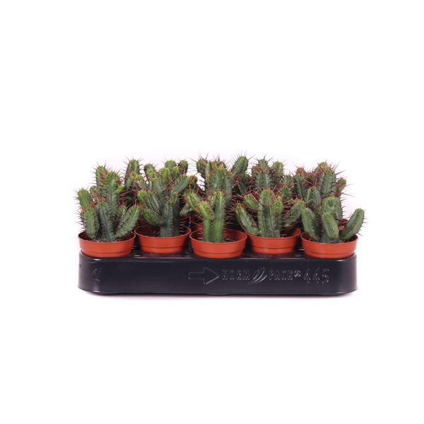 <h4>Euphorbia enopla 5,5 cm</h4>