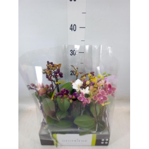 Phalaenopsis multi.   ...mix  5