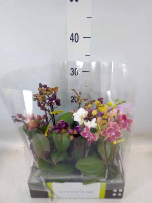 <h4>Phalaenopsis multi.   ...mix  5</h4>