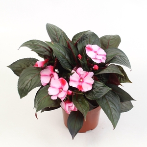 Impatiens New Guinea Grp Spicy Peach