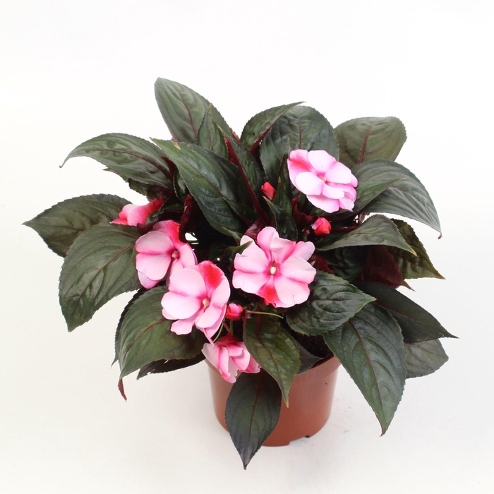<h4>Impatiens New Guinea Grp Spicy Peach</h4>
