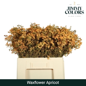 Waxflower L60 Klbh. Apricot