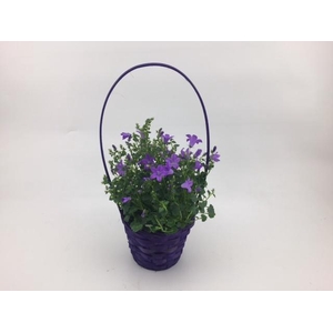 CAMPANU. PORTENSCHLAGIANA