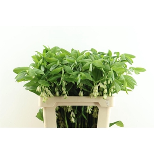Polygonatum Multiflo 60cm