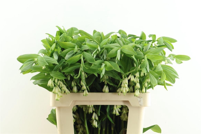 <h4>Polygonatum Multiflo 60cm</h4>