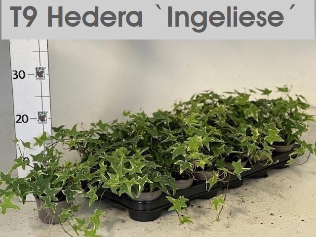 <h4>HED HE INGELISE</h4>