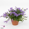 .Campanula portenschlagiana ocean