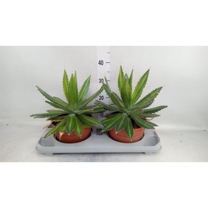 Agave lophantha