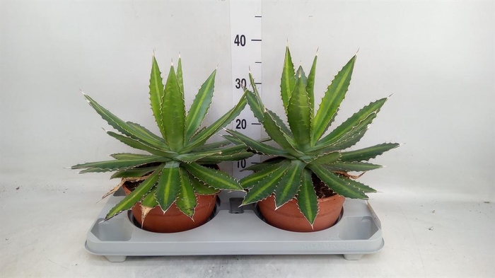 <h4>Agave lophantha</h4>
