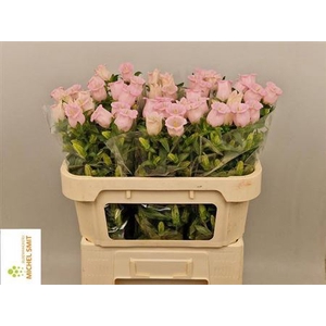 Camp M Pearl Pink