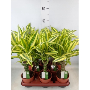 Dracaena frag. 'Golden Coast'
