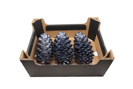 <h4>PINECONE SUGAR PINE BLACK</h4>