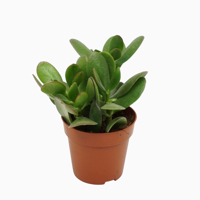 <h4>Crassula ovata</h4>