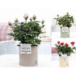 Rosa gemengd in P&PURE zinc pot Louise 4 ass.