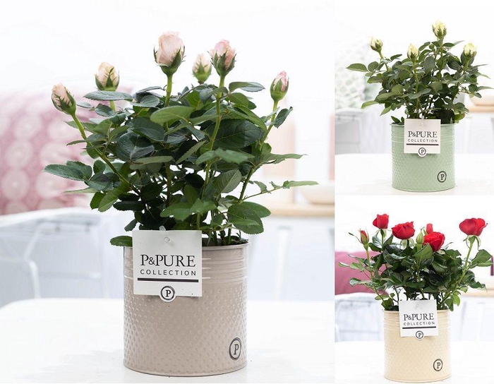 <h4>Rosa gemengd in P&PURE zinc pot Louise 4 ass.</h4>
