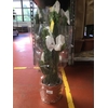 Euphorbia overig