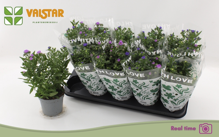 <h4>ASTER NB OV</h4>