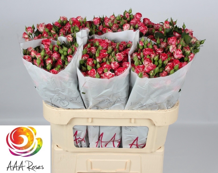 <h4>R TR FIREWORKS</h4>