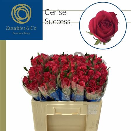 <h4>R Gr Cerise Success</h4>