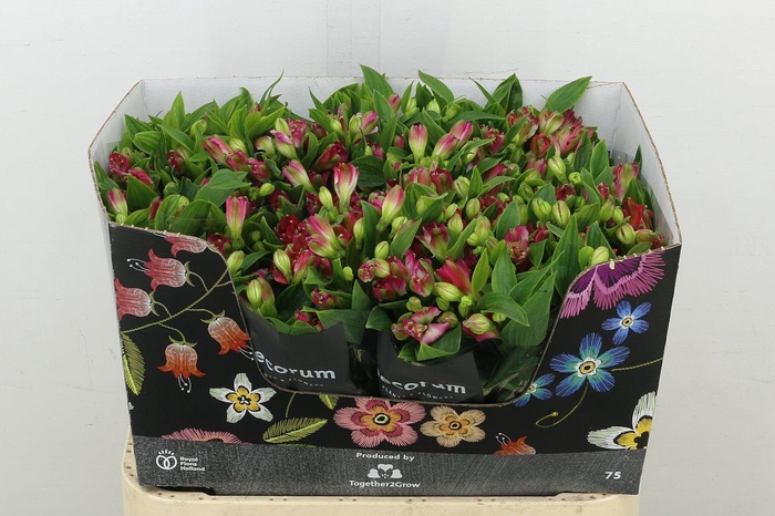 <h4>Alstr Fl Noa</h4>