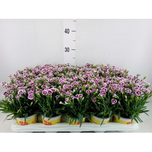 Dianthus allw. 'Lucky Lips Lena'
