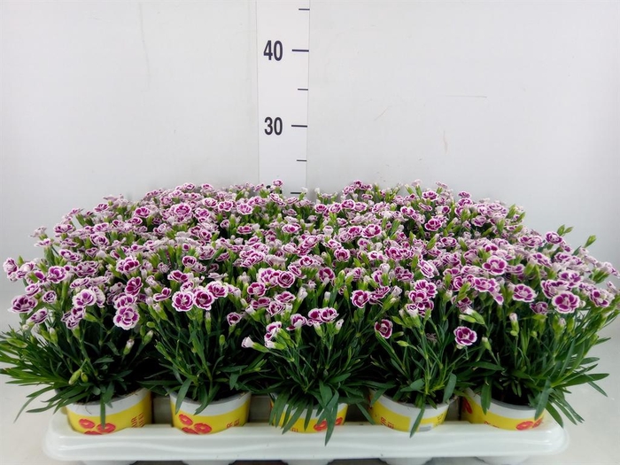 <h4>Dianthus allw. 'Lucky Lips Lena'</h4>