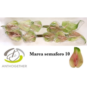 ANTH A MAREA SEMAFORO 10