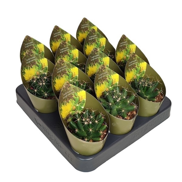 <h4>DOLICHOTELE LONGIMAMMA - POT Ø 6,5 WITH POTCOVER (CACTUS)</h4>